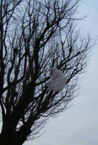 The End of the Plastic Bag?